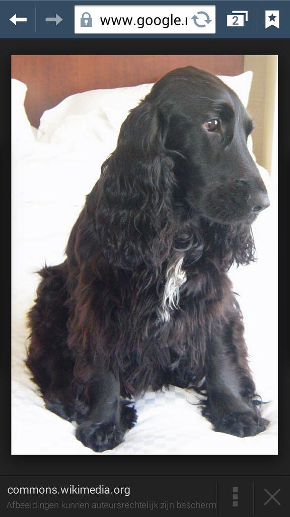 idabos1's tweet photo. Gezocht pascha is al sinds vanmorgen weg. Foto is voorbeeld. Iemand iets gezien? bel 0527682641# rt http://t.co/ZelDB20w4m