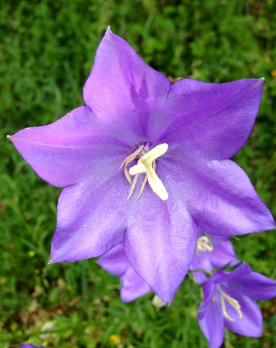 Permalien de l'image intégrée