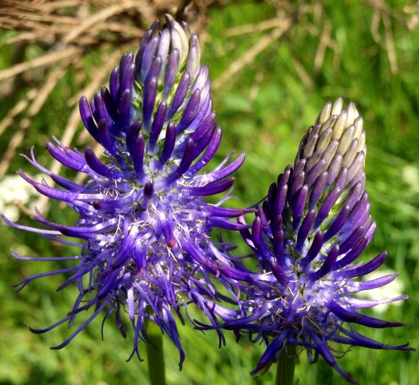 Permalien de l'image intégrée