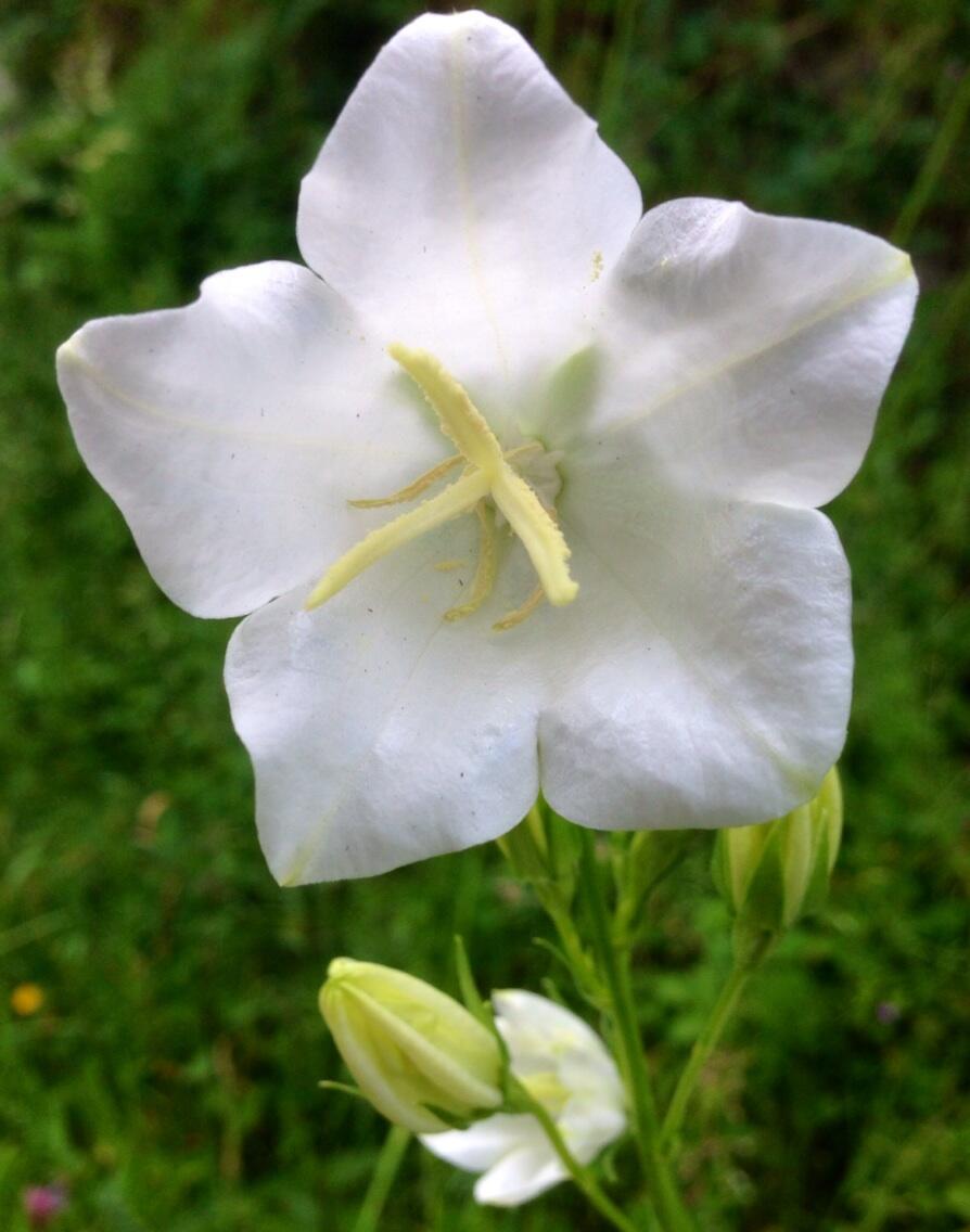 Permalien de l'image intégrée