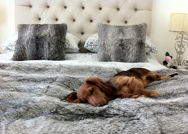 MattressMarketO's tweet photo. Even dogs #love our #mattresses!
Try them yourself! #Clermont #best

http://t.co/SHJCMF5veS http://t.co/hFiJKnwVXF