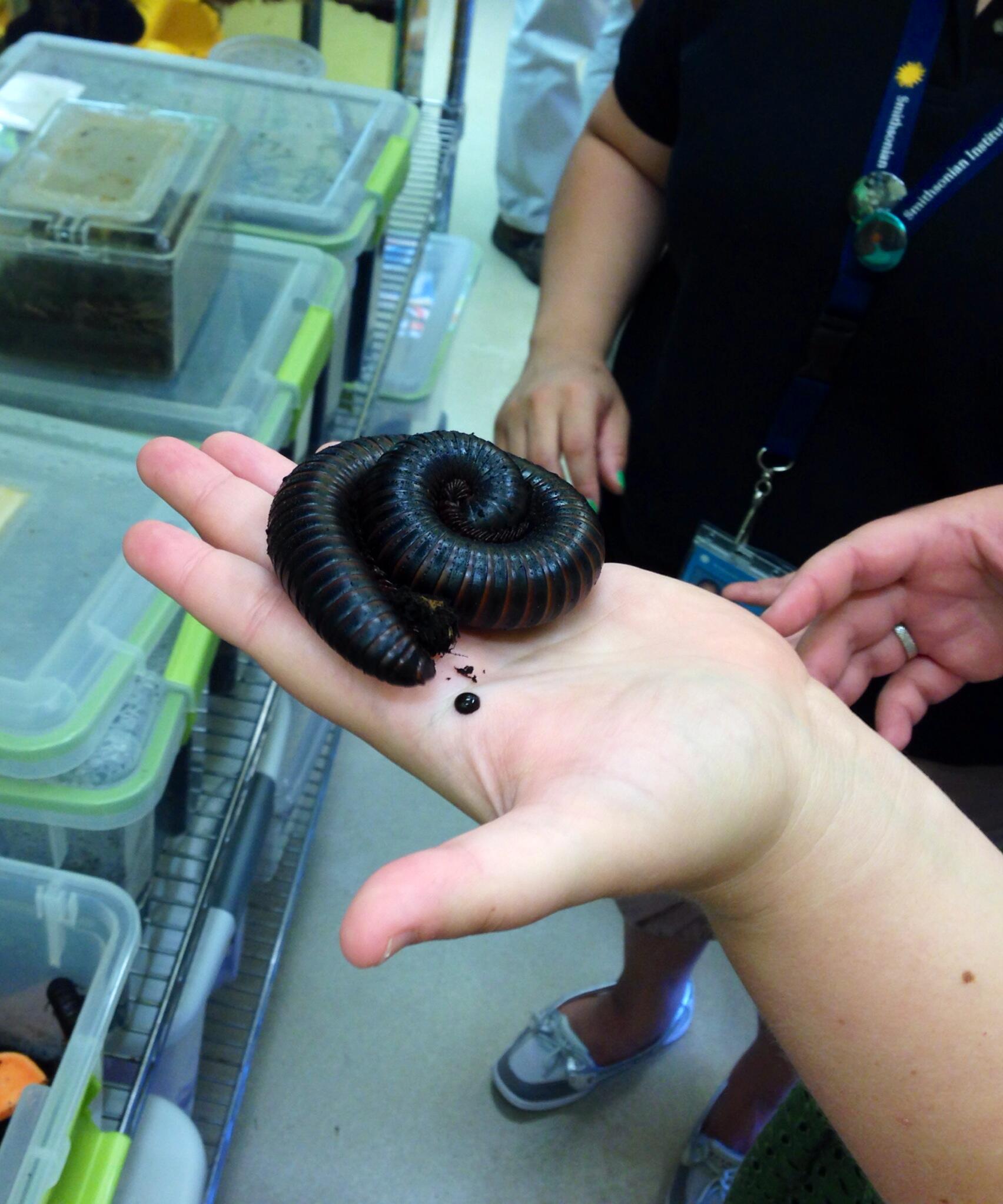 giant millipede