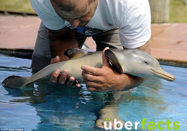 UberFacts's tweet photo. A baby dolphin is born tail-first to prevent drowning. http://t.co/8p4dC6eCeP