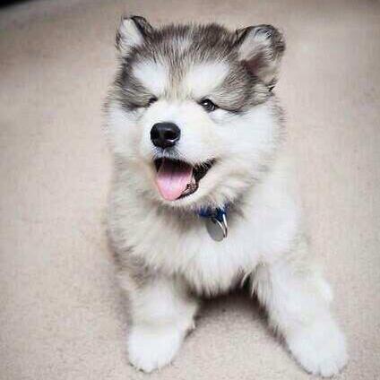 MY BOOBEAR IS THE SWEETEST !!!!!💙💘 @callmedaddy_lou 💙💘
This is our new puppy! I think I'll call him Panda c: