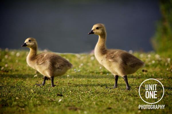 #geese #bird <a href="/sthelensbirds/">St Helens Birds</a> <a href="/whatsonsthelens/">Whats On in StHelens</a> @sthelensculture <a href="/StHelensHour/">#sthelenshour</a> #birds #photography #sthelens #wildlife