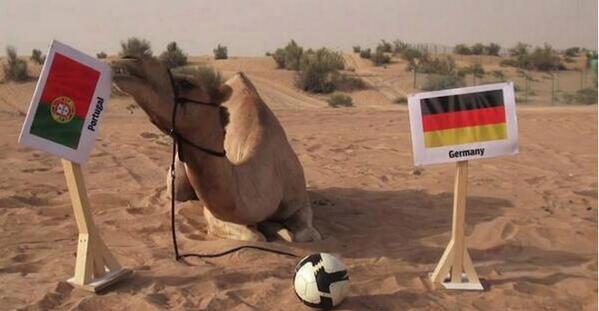 With a 100% record so far in the World Cup, this camel has predicted the outcome for the Portugal vs Germany game...