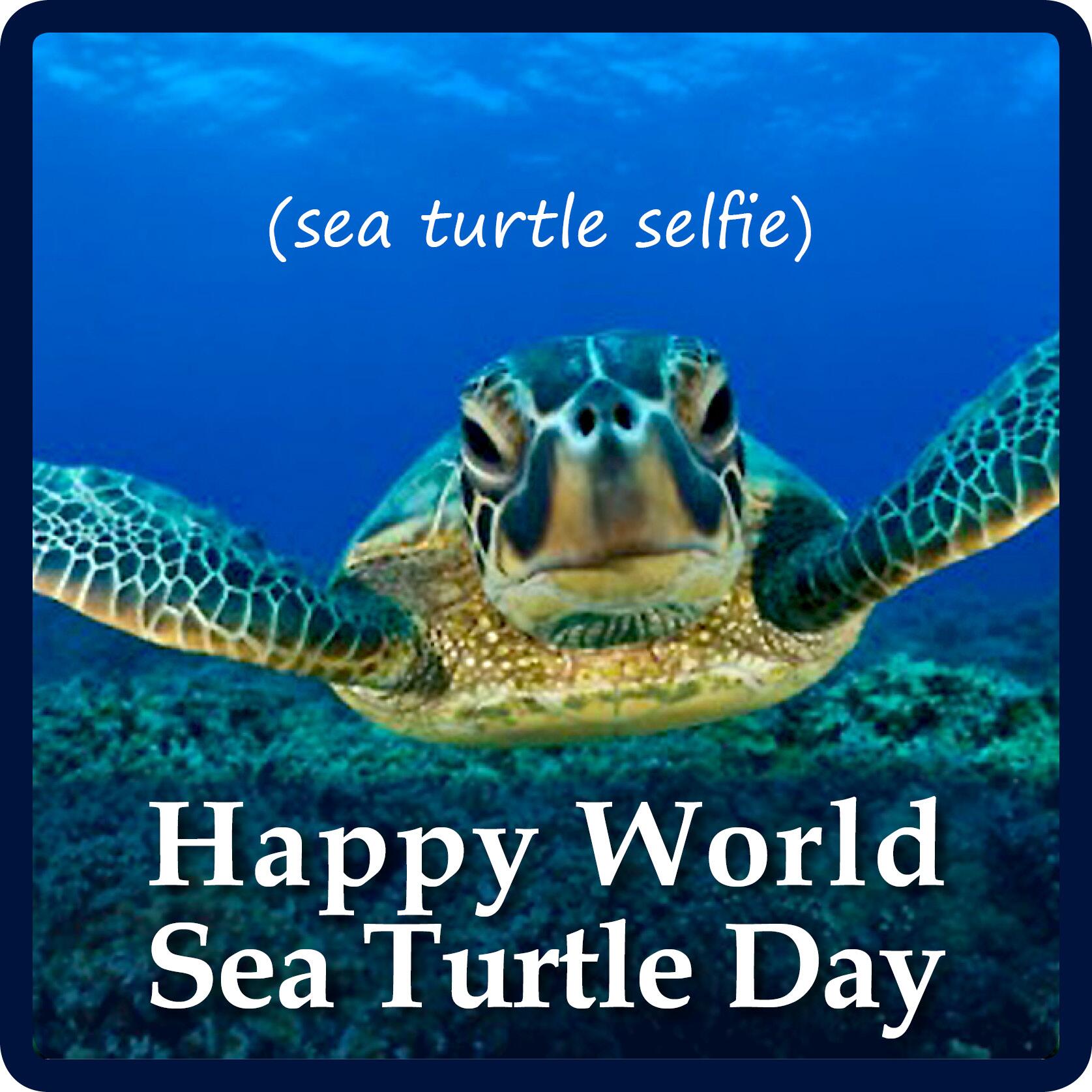 Hannah Dwyer Seeturtles Happy World Sea Turtle Day Seaturtles Conservation Http T Co Zw0kuy7pvi Hannah Dwyer Seeturtles Happy World Sea Turtle Day Seaturtles Conservation Http T Co Zw0kuy7pvi