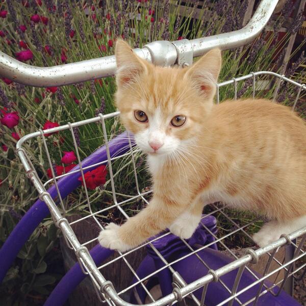 MtnsideLavender's tweet photo. Meet the cutest new addition to our farm! http://t.co/jbJLthM9Hp