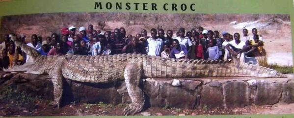 WeirdAnimalsHQ's tweet photo. Yeah... we caught a slightly larger croc than normal... http://t.co/vMV8MSEG8r
