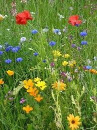 Good emotions are the flowers that bloom when we plant and water wonderful things! :^\ #AsYouSowSoShallYouReap