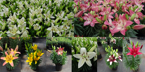 moristarr's tweet photo. Beautiful #liliums in the greenhouse, check them out!
#lily #lilies #perennials http://t.co/8JQ1Jqp1wF