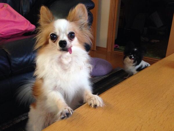 1201_1961's tweet photo. 😄〰🐶🐼👍 http://t.co/TggESzANx3