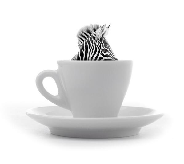 zebra_nyc's tweet image. We&apos;re real. Zebranyc.com