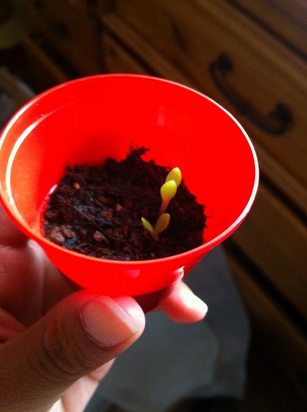 elforliezel's tweet image. First plant that actually sprouted! 😭😁 thanks @NoahCollinss #humanproject
