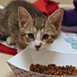 petsunlimited's tweet photo. Our adoption center is FULL of miniature cats! Visit Jolly &amp; his kitten-y friends on Wed @ 1p http://t.co/ZdUNHVtRIo http://t.co/ikvxnF6faO