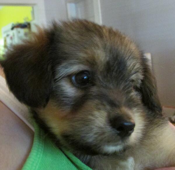 kitt2368's tweet photo. My new pup, Zamboni http://t.co/iugyA2kJoe