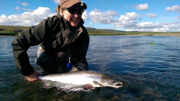 icelandangling's tweet image. It's salmon season again #flyfishing