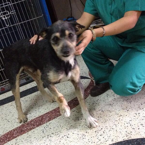 MASCOTASDECALLE's tweet photo. Ayudemos a que Bucky tenga una familia, si das RT quizá alguno de tus seguidores este interesado en adoptarlo. ❤️ http://t.co/RGtv6sBwkU