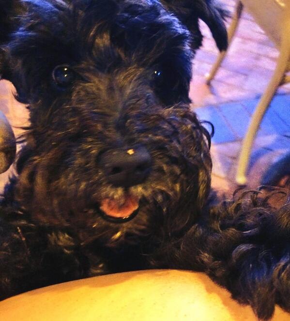 The Schnauzer Life tweet media