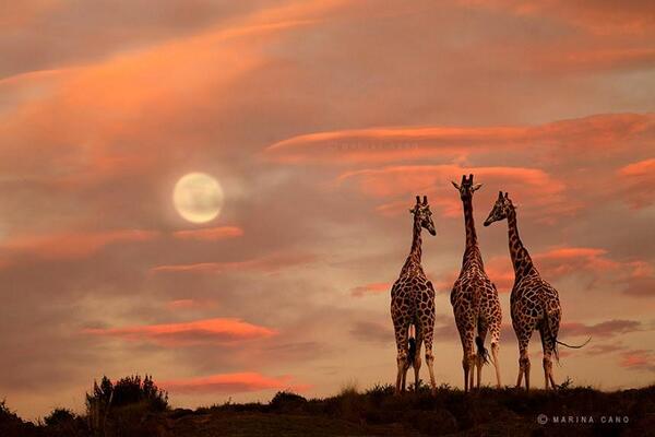 Gabriele_Corno's tweet photo. Moonrise by Marina Cano #inspiration #giraffegate #Twilight #CGE http://t.co/etGmG8REGK