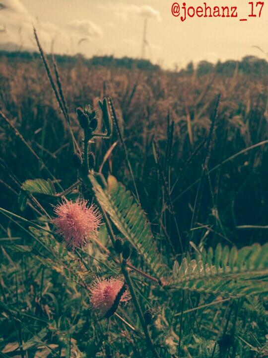 johanramdhani21's tweet image. @infojogja siang yg panas di #kulonprogo #thejewelofjava