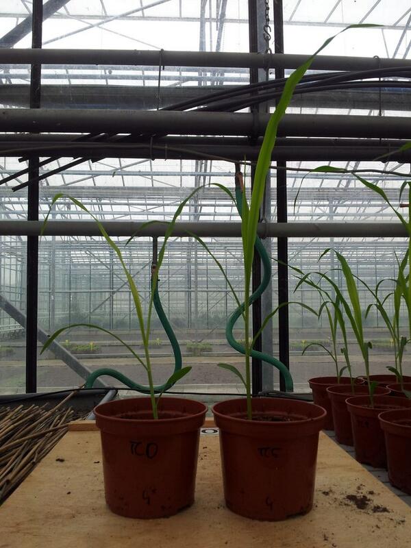 DavyOttevaere's tweet image. #TerraCottem effect on #PlantGrowth #PCSierteelt