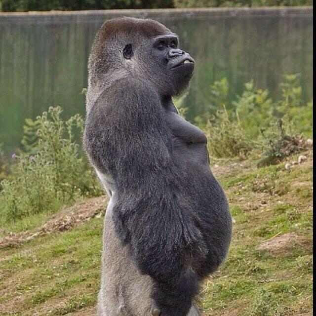 せいやちやん ゴリラと呼ばれる全国のみなさん 自信を持ってください ゴリラは凶暴で乱暴なイメージですが 実はとても優しく て繊細な動物です ゴリラは褒め言葉です Http T Co Ewgfpcaokh