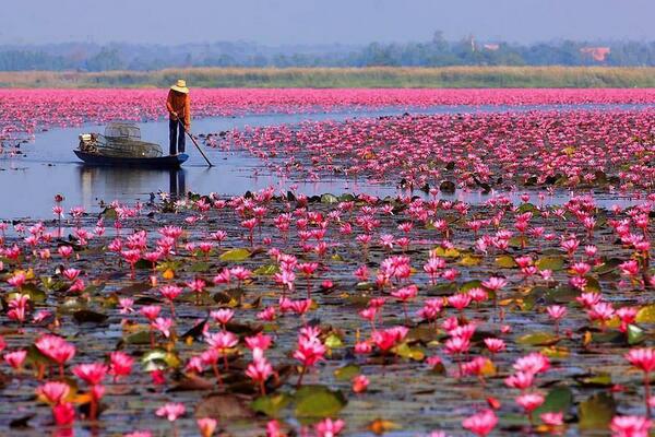 Gabriele_Corno's tweet photo. Waterlily &amp; Fisherman @ Luzon, Philippines http://t.co/nHDxZSEkuN
