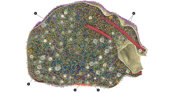 ScienceNews's tweet photo. 3-D visualization offers detailed look at how nerve cells send messages (w/video): http://t.co/8mi59l78Xn http://t.co/6FA8shDEMy