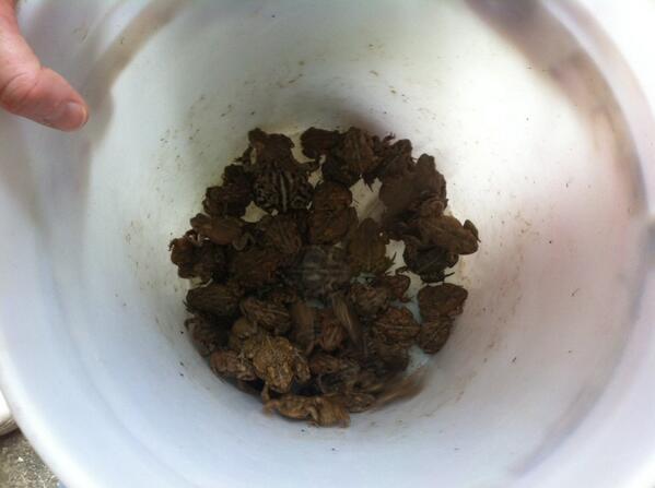 CenturyHuskies's tweet photo. Look at all the toads!!!!  This is just one bucket!!! http://t.co/ForfvpFm7r