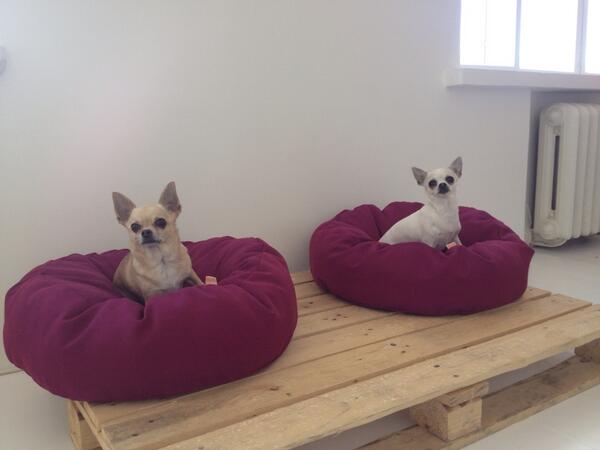 NaNi_Design's tweet photo. Waiting for our turn #photoshoot #nanidogwear #chihuahua http://t.co/4JeO0E3wsL