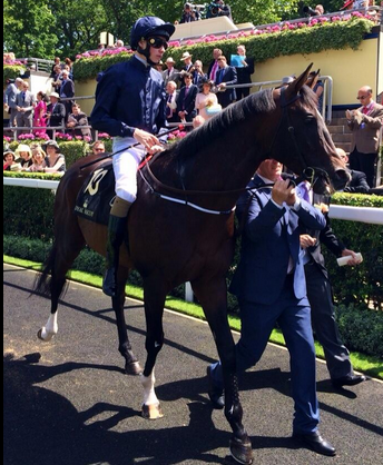 VERRAZANO Pre Race <a href="/VerrazanoColt/">Verrazano</a>