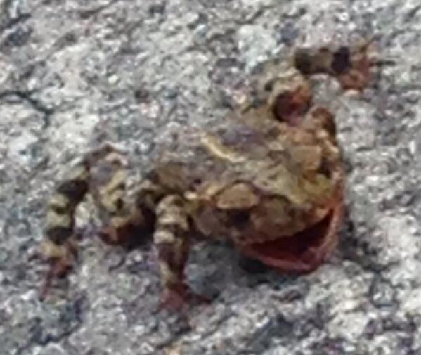 Go110Percent's tweet image. Found on road alive or na