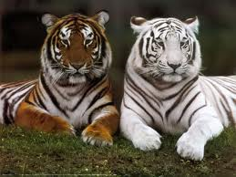 KatoNaoyuki's tweet photo. soy año de tigre!!! http://t.co/wlRGaSZeMD