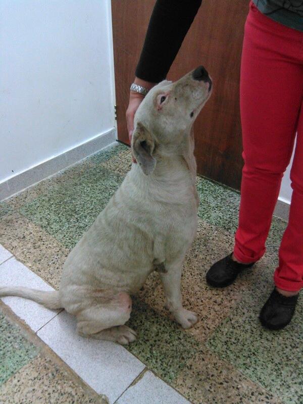 ProvidenceH41's tweet photo. @maxarmoza  MESTIZA DE PITBULL, DE NOMBRE "BLANCA", RESCATADA ((BUSCA HOGAR)) CONTACTO: 04244513526, CCAS RT. http://t.co/XTt6alvUdO