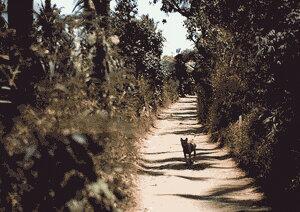 <a href="/JRX_SID/">JRX</a> Gang Poppies 1985