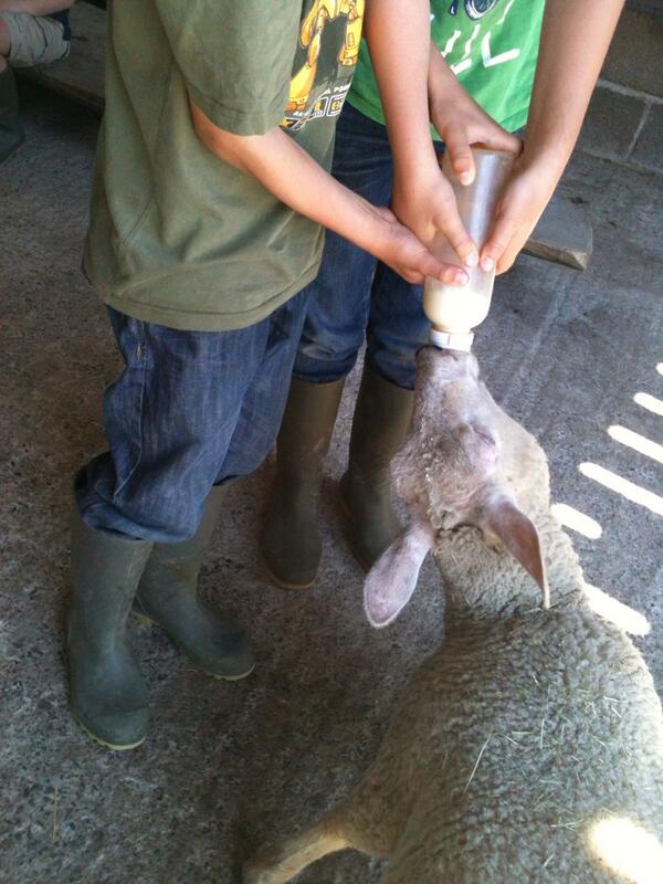 fourbathbuns's tweet photo. Thank you @WarleighLodgeFa for a great farm visit. Getting kids interested in food #foodtofork http://t.co/YUoVl7bClp
