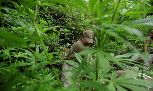 Queman 58.000 #plantas de #marihuana en Guatemala growlandia.com/marihuana/quem…