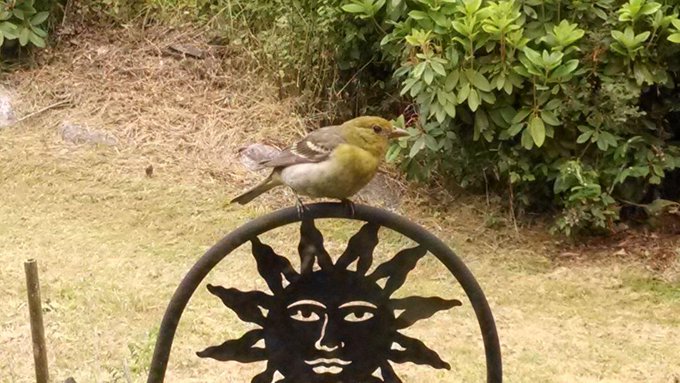 This bird is obsessed with me http://t.co/2ctgEW1wcy<a href="/tag/happybirthdayprincegeorge"class="tags"><span>#happybirthdayprincegeorge</span></a>
