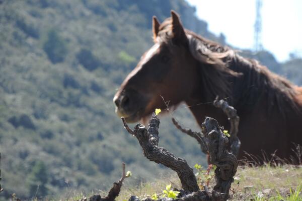 #Labour #Cheval #Vins #Vigne #Terroir #Maury