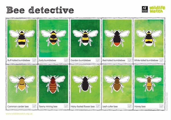 Bumble Bee Identification Chart