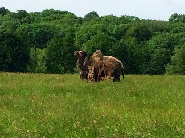 Libsta1's tweet image. Casually stumble across a camel while walking the dog #standard