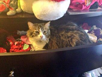 My cat found her way into my delicates drawer ?
My partner in crime ❤
#Ginny #Cats #Animals http://t