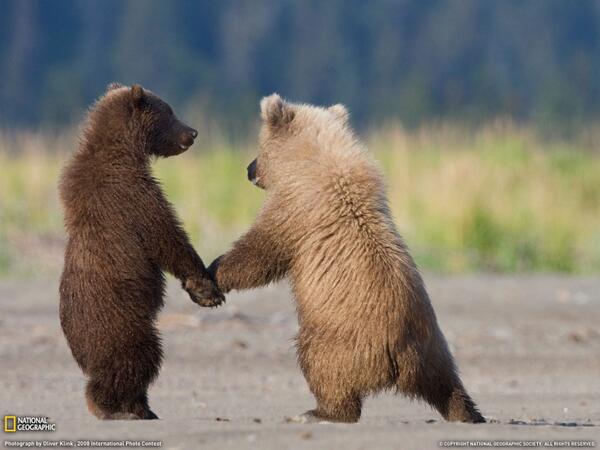 WeirdAnimalsHQ's tweet photo. Best friends forever! http://t.co/Gxk5UnhNeH