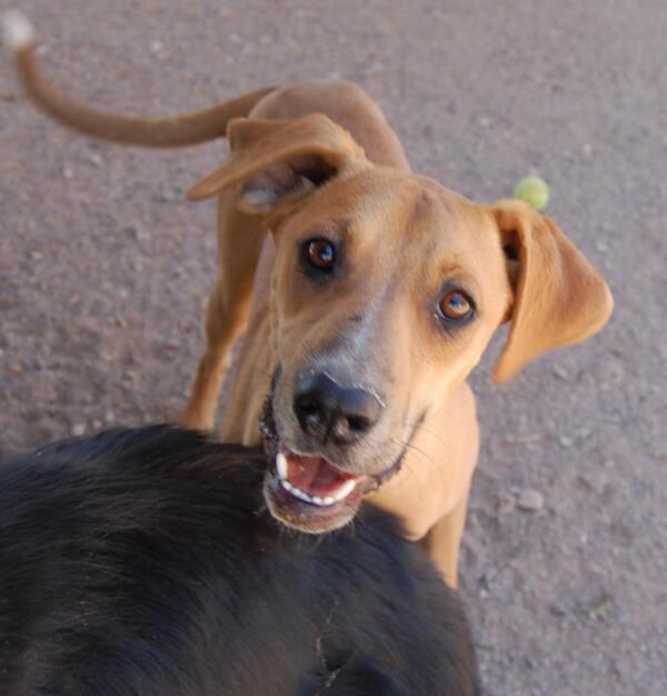 SocorroAnimals's tweet photo. Don't forget we still have a sponsored dog!Only $50 to adopt her! #adoptapet #mixbreed #greatdanemix #animalshelter http://t.co/1b49sqlVVd
