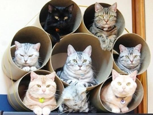 戸嶋 久 Hisashi Toshima 猫マンション Rt Nekoneko Pic 猫ちゃんの画像にいやされたらrtしてね Http T Co Xqham00zc7