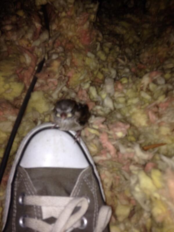 ThatInspector's tweet image. Helped this baby bird get out of an attic today. Man, was it hot up there!