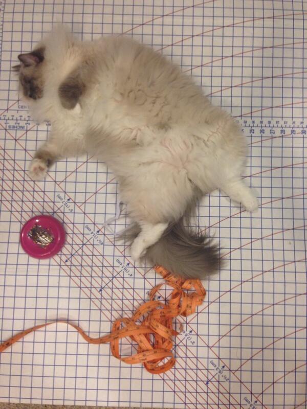 MorganAlexandra's tweet photo. Miss Bijou says "measure twice, cut once!" #sewyourownclothes #catlady http://t.co/A3OPUfhUrc