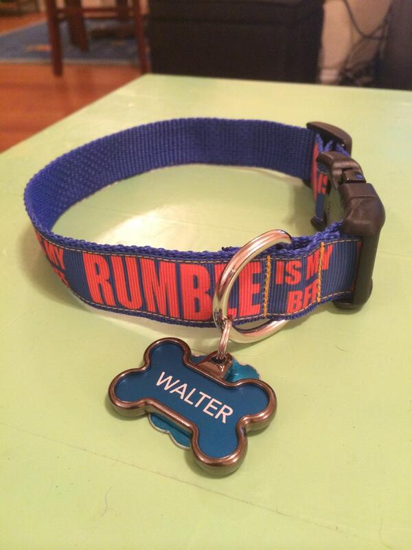 Sadiecatherine's tweet image. Walter's 2nd thunder collar is from @TheCyclingHound so cute.
