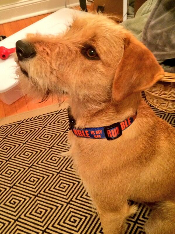 Sadiecatherine's tweet image. Walter's 2nd thunder collar is from @TheCyclingHound so cute.